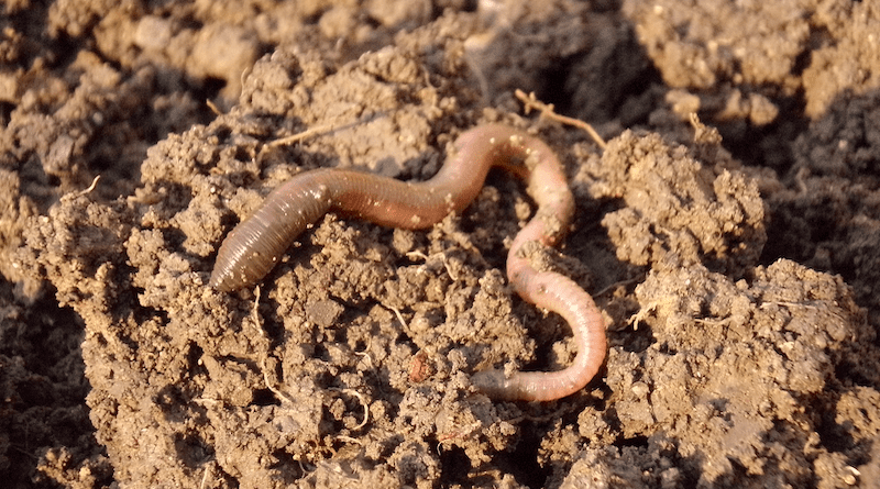 earthworm soil