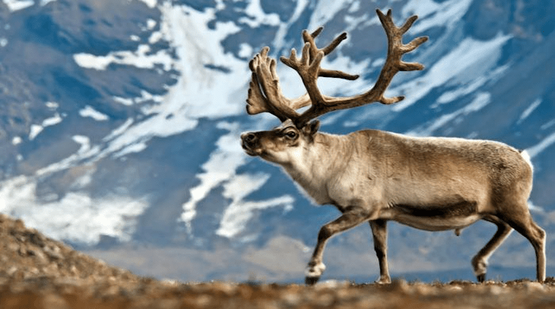 Reindeer have managed to adapt to life on Svalbard, despite the fact that they have only been on the islands for roughly 8,000 years. But will they be able to adapt to the rapid climate changes? CREDIT: Photo: Bart Peeters