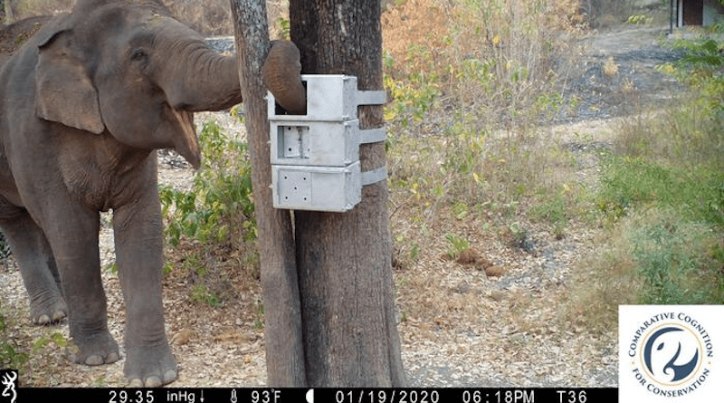 A camera trap screenshot captured a bull elephant interacting with one of the puzzle boxes in the Salakpra Wildlife Sanctuary, Thailand. The configuration of the puzzle box is a push door at the top, pull door in the middle, and a slide door at the bottom. CREDIT The Comparative Cognition for Conservation Lab, Dept of Psychology at Hunter College