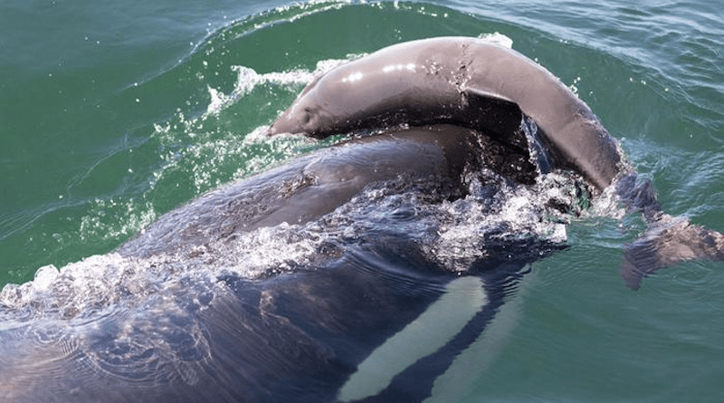 A killer whale in the Salish Sea is observed harassing a porpoise, a behavior that has long perplexed scientists. A study from Wild Orca and UC Davis; SeaDoc Society investigate what may be behind it. Credit: Wild Orca