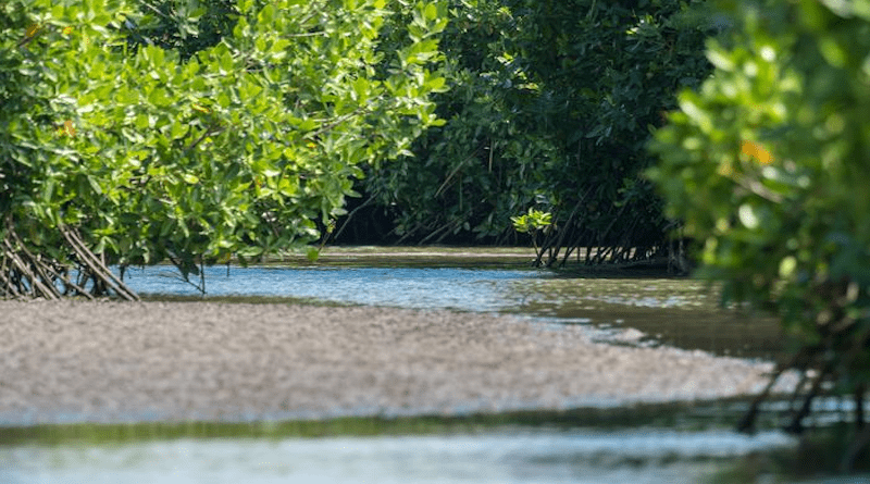 Dissolved oxygen levels in coastal marine ecosystems, such as mangrove forests, can fluctuate significantly throughout the day. CREDIT: © 2023 KAUST; Morgan Bennett Smith.