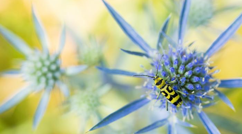 The grape wood borer (Chlorophorus varius) is one of over 33,000 insect species in Germany. The development of the insect biomass depends significantly on weather conditions, as a study published in "Nature" in 2023 shows. CREDIT: Ralph Martin / r.martin@visual-nature.de