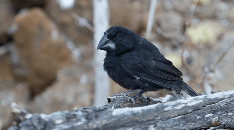 A Large Ground-finch (Geospiza magnirostris) on Daphne Major, Galápagos Islands, Ecuador. Photo: Erik Enbody.