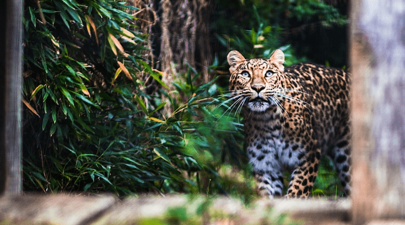 panther jaguar