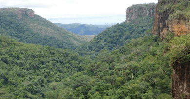 The valley forest at Chapada de Guimaraes, Brasil, is on the periphery of the Amazon forest and is especially vulnerable to drought. CREDIT: rainfor.org