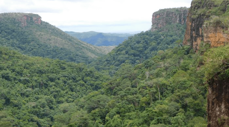The valley forest at Chapada de Guimaraes, Brasil, is on the periphery of the Amazon forest and is especially vulnerable to drought. CREDIT: rainfor.org