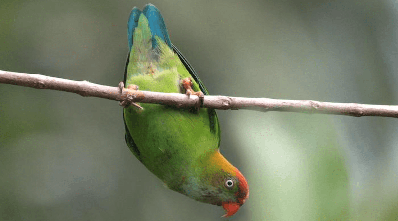 The Sri Lanka Hanging-Parrot (Loriculus beryllinus) lives only in Sri Lanka. It is globally a very rare species, meaning there are few individuals CREDIT: Corey Callaghan
