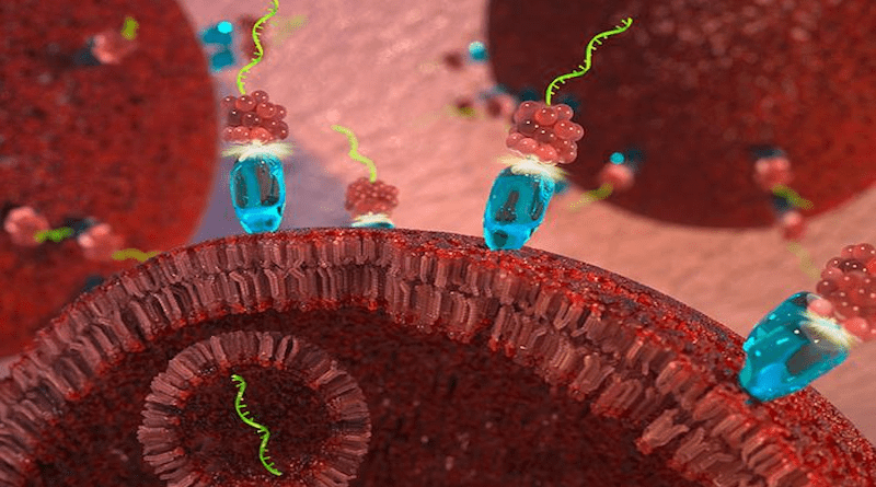 A new therapy targets cancer cells with a modified strand of micro-RNA that naturally blocks cell division. CREDIT: Second Bay Studios/Purdue University