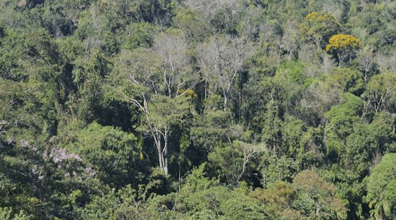 The lush forests of Brazil's Mato Grosso state harbor biodiversity, yet often are felled for farming. CREDIT: By Ramon Bicudo, Michigan State University