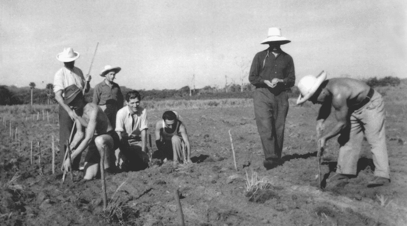 Jewish refugees work in the fields in Sosúa, Dominican Republic. Photo Credit: Unknown author, Wikipedia Commons
