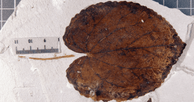 Leaf from a Pliocene tree of the genus Cercidiphyllum (C. crenatum) from the fossil site Willershausen (Germany’s Harz region). Photo: Stuttgart State Museum of Natural History