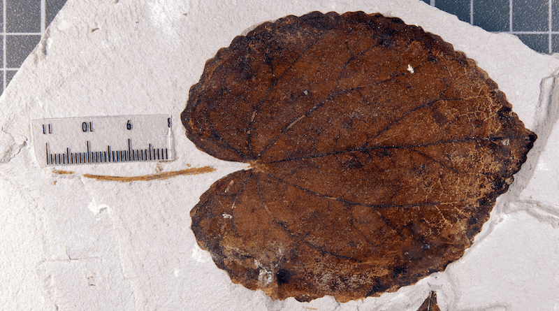 Leaf from a Pliocene tree of the genus Cercidiphyllum (C. crenatum) from the fossil site Willershausen (Germany’s Harz region). Photo: Stuttgart State Museum of Natural History