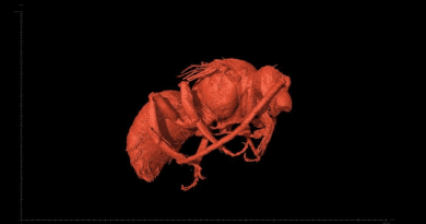 Side view of a male Euroceras taken with X-ray micro-CT CREDIT: Fernando Muñiz
