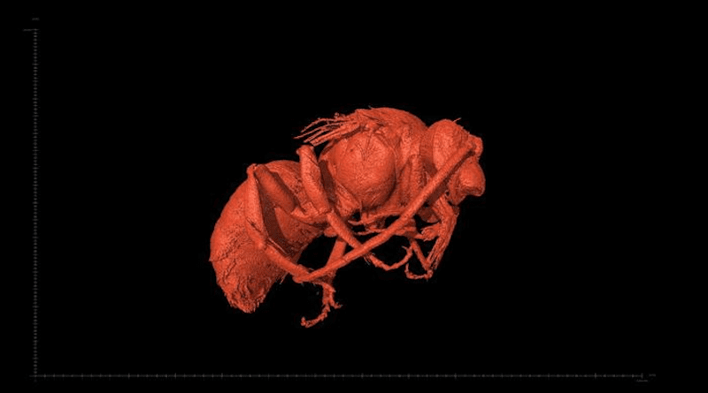 Side view of a male Euroceras taken with X-ray micro-CT CREDIT: Fernando Muñiz