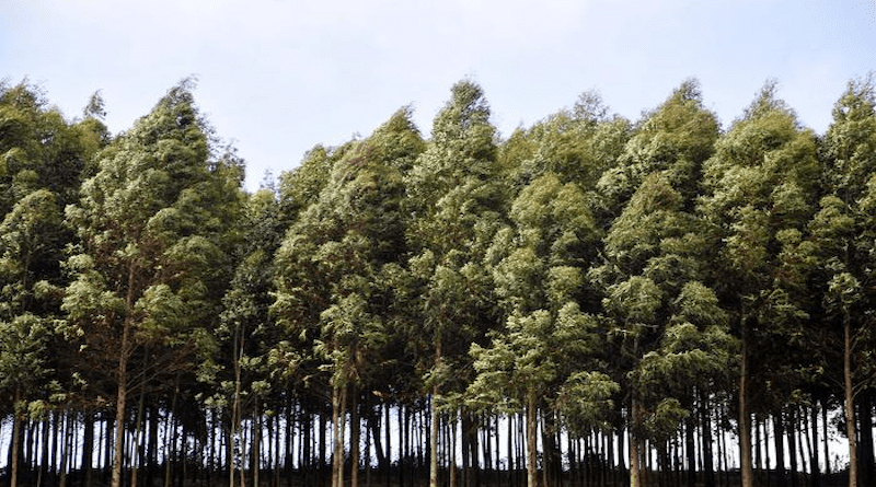 A stand of commercial eucalyptus trees, a conspicuous nonnative tree species, in Kenya. CREDIT: Neil Palmer/CIAT