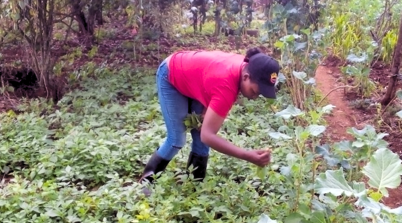 Mary Ikigu surveys her vegetable farm in Navisha Kenya, checking for destruction by pests. Copyright: Mary Ikigu
