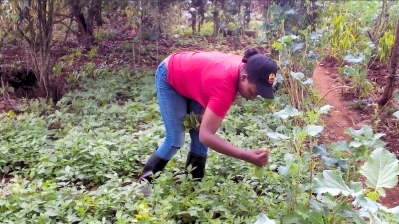 Mary Ikigu surveys her vegetable farm in Navisha Kenya, checking for destruction by pests. Copyright: Mary Ikigu