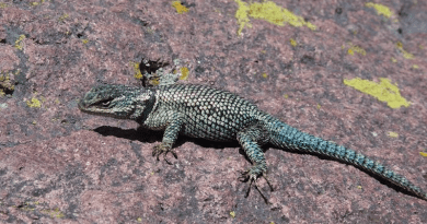 A Yarrow's spiny lizard spotted at Canelo Hills, Arizona. CREDIT: John J. Wiens