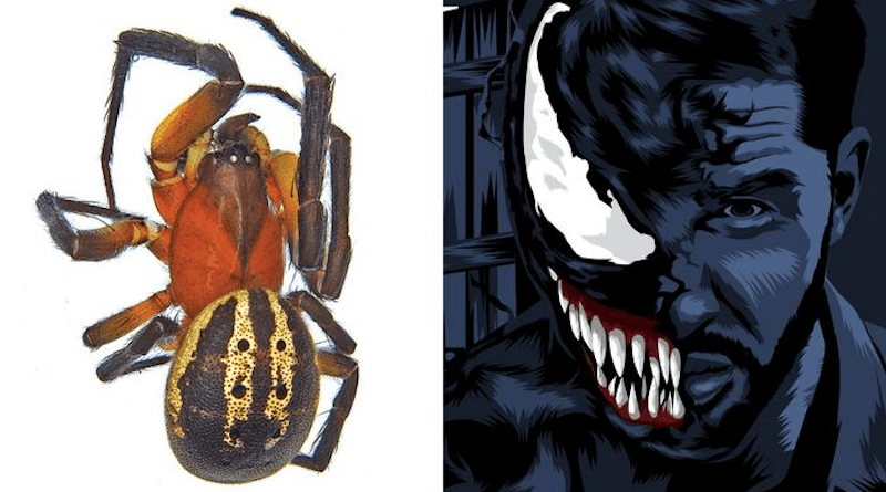 Venomius tomhardyi pictured next to an illustration of Tom Hardy's Venom character. CREDIT: Photo by Rossi et al. Illustration by Zeeshano0 via Pixabay.