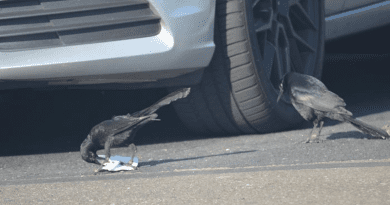 An adult male great-tailed grackle (right) watches as Cuervo (a juvenile male, left) extracts food from its container at a shopping mall parking lot in Sacramento, California. CREDIT: © Corina Logan