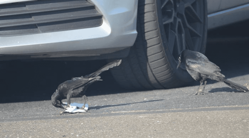 An adult male great-tailed grackle (right) watches as Cuervo (a juvenile male, left) extracts food from its container at a shopping mall parking lot in Sacramento, California. CREDIT: © Corina Logan