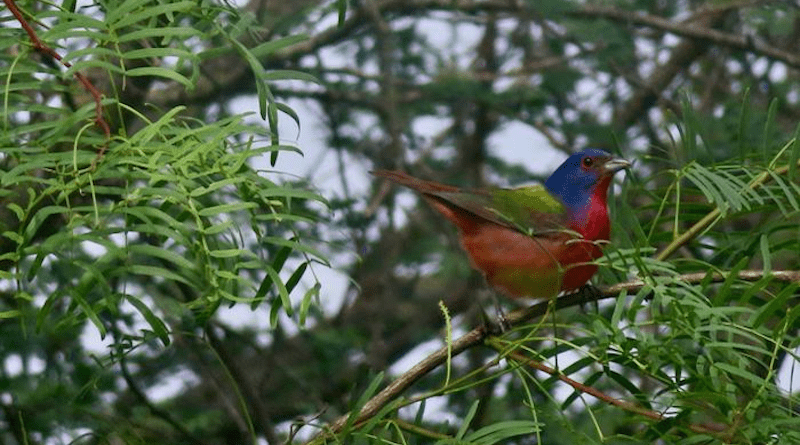 While researchers found that songbirds living in the urban core had smaller eyes than members of the same species living at the edges of the city, they found no eye size difference for migratory birds like the Painted Bunting (pictured here). The findings suggest that migratory birds may have trouble adapting to city life. CREDIT: Jennifer Phillips, Washington State University