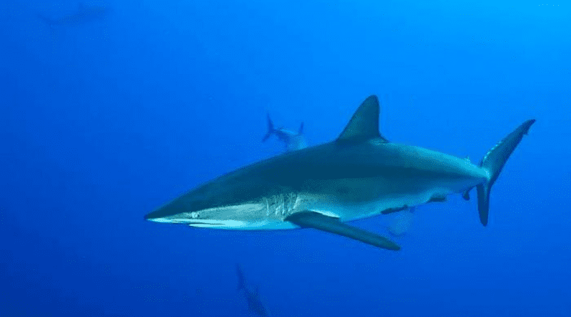 Silky sharks are one of the species considered in a recent study that uses geospatial analysis to better assess ocean conservation strategies. CREDIT: Photo courtesy of Simon J. Pierce.