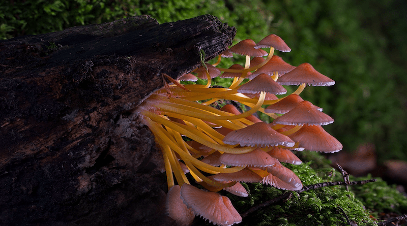 tree forest stump mushrooms