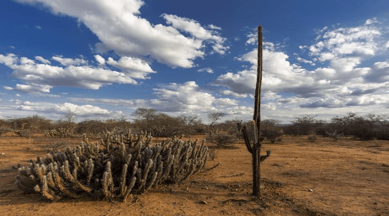Climate change is likely to transform the Caatinga’s vegetation, making it sparser and scrubbie CREDIT: Giancarlo Zorzin