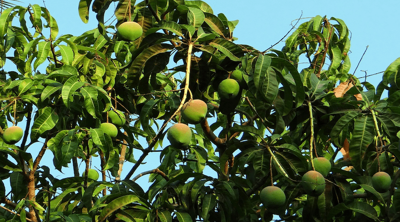 mangos mangoes tree fruit