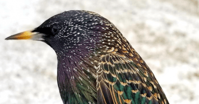 European starlings, along with other complex vocal learners, are superior problem solvers. CREDIT: Laboratory of Neurogenetics of Language at The Rockefeller University