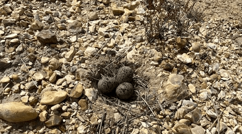 A lapwing nest CREDIT: George Hancock