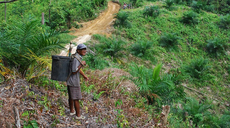 borneo Malaysia forest man