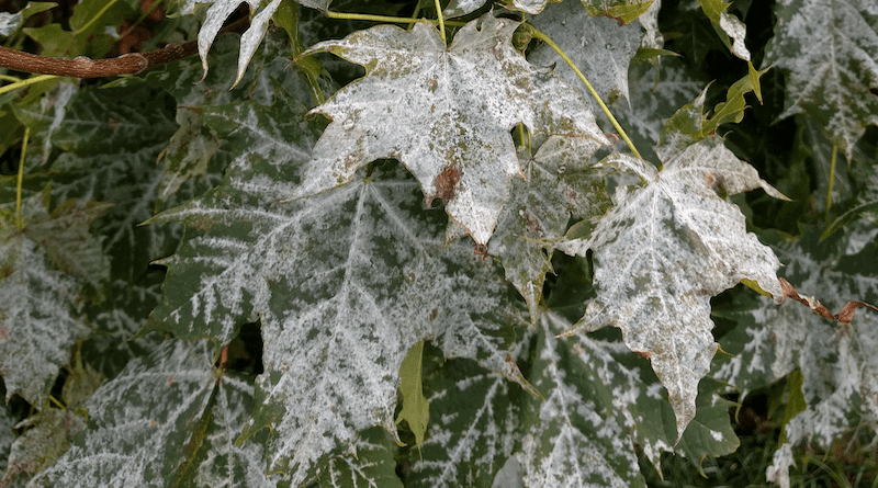 Powdery mildew on maple in Vancouver, BC, CAN. Credit Andrew Gougherty
