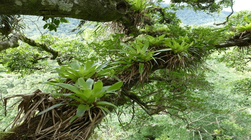 Epiphytic plants in a rainforest canopy CREDIT: Nalini Nadkarni