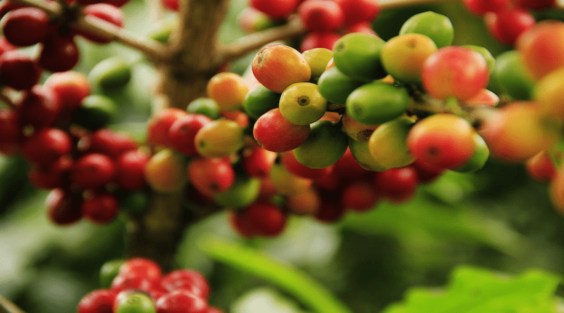 coffee plant