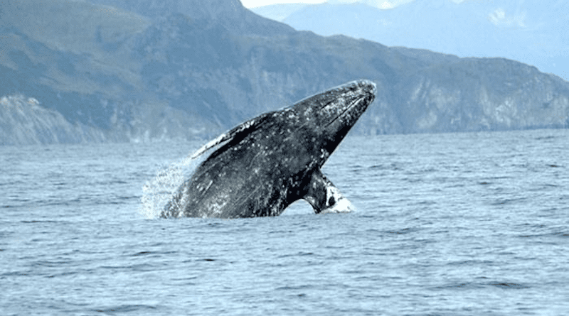 A gray whale breaching. CREDIT: NOAA Fisheries (Photo taken under permit).
