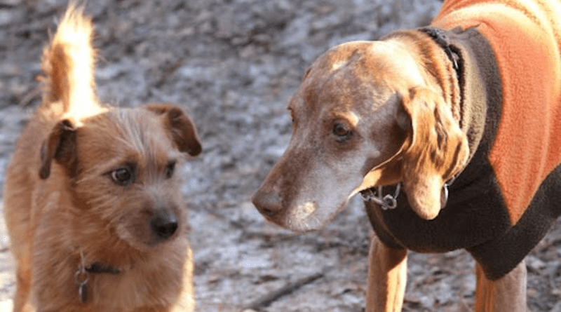 Smaller dogs may live twice as long life as their larger counterparts. CREDIT Photo: Eniko Kubinyi / Department of Ethology at Eötvös Loránd University