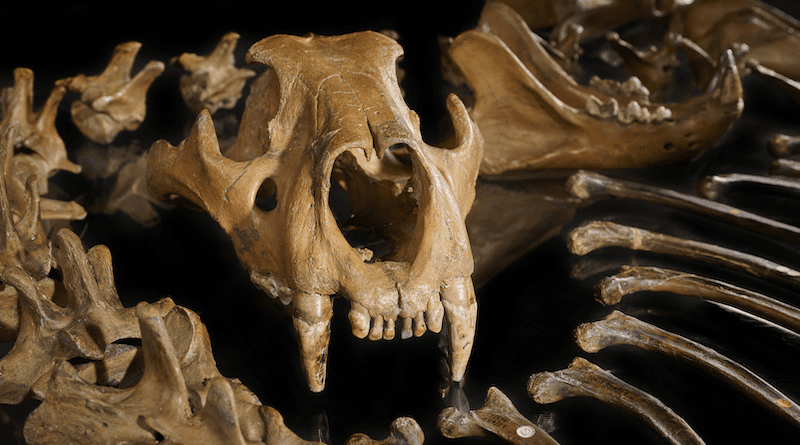 The skull of the cave lion from Siegsdorf (Bavaria, Germany) shows the large canines of this dangerous carnivore. Volker Minkus ©NLD.