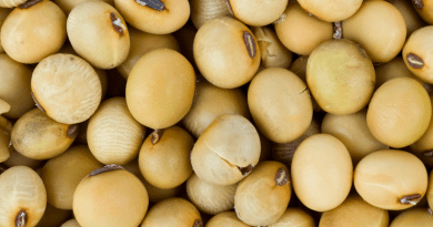 Soya bean seeds - a popular item in GMO farming. India’s highest court has blocked planting of genetically-modified crops. Copyright: Soya beans - depositphotos.com