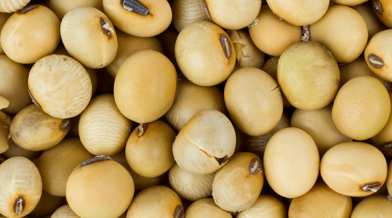 Soya bean seeds - a popular item in GMO farming. India’s highest court has blocked planting of genetically-modified crops. Copyright: Soya beans - depositphotos.com