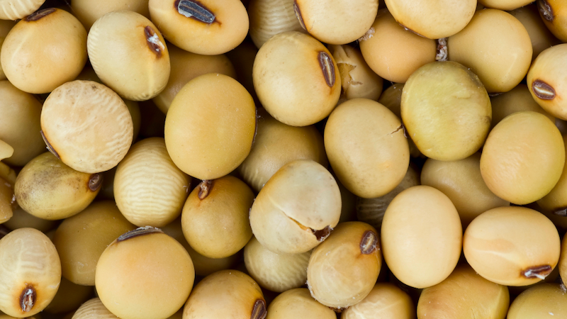 Soya bean seeds - a popular item in GMO farming. India’s highest court has blocked planting of genetically-modified crops. Copyright: Soya beans - depositphotos.com