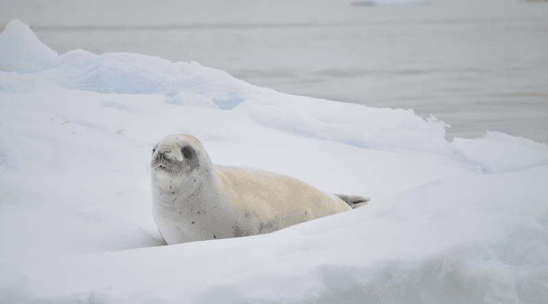 Antarctica white seal