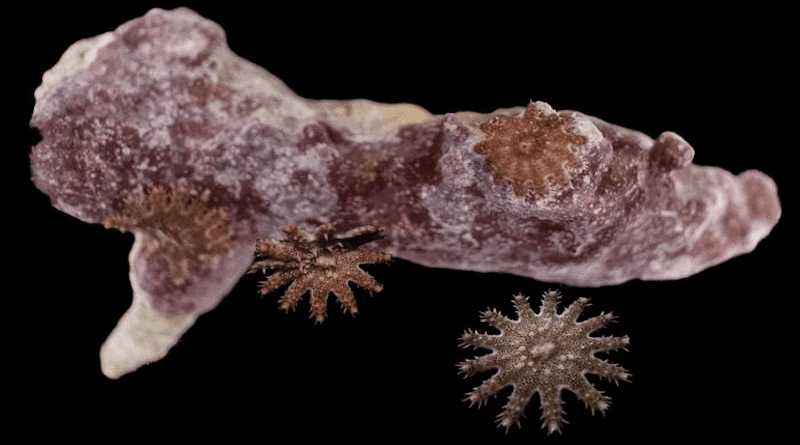 Juvenile crown-of-thorns starfish pictured with coral. CREDIT: Monique Webb, Byrne et al