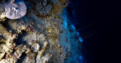The evidence of coral damage was observed during a research cruise in November 2019, during which scientists from the University of Plymouth were using remotely operated underwater vehicles equipped with cameras to monitor the coral health below the ocean surface CREDIT: University of Plymouth