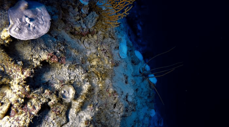 The evidence of coral damage was observed during a research cruise in November 2019, during which scientists from the University of Plymouth were using remotely operated underwater vehicles equipped with cameras to monitor the coral health below the ocean surface CREDIT: University of Plymouth