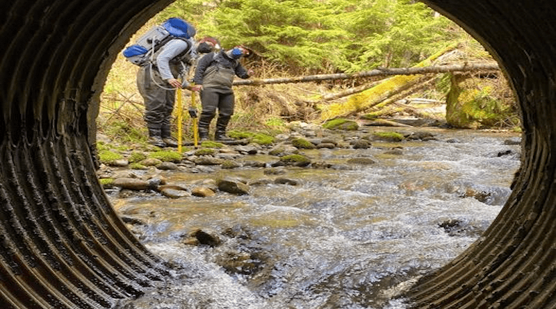 Co-authors Erin D’Agnese and Maya Garber-Yonts (l-r) sampling upstream of a culvert in Chuckanut Creek in April 2021. The blue backpack contains a pump that sucks stream water through the yellow tubes to filter material for DNA analysis. CREDIT: Elizabeth Andruszkiewicz Allan/University of Washington