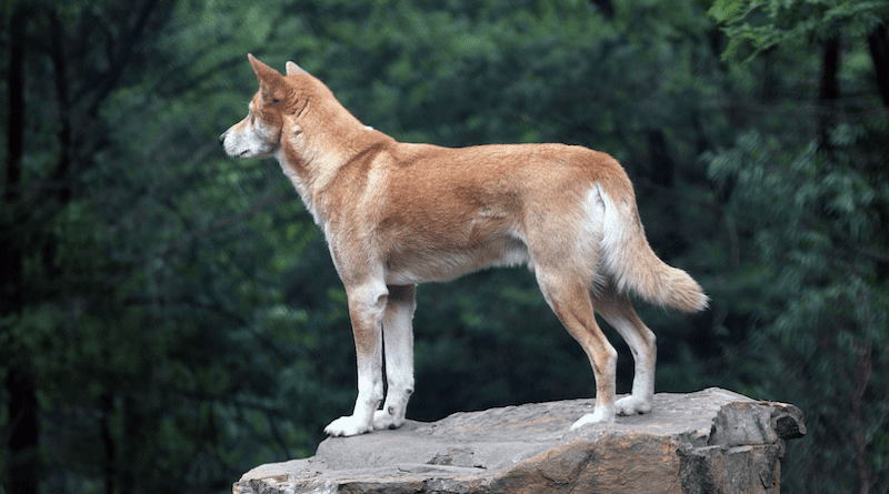 dingo australia