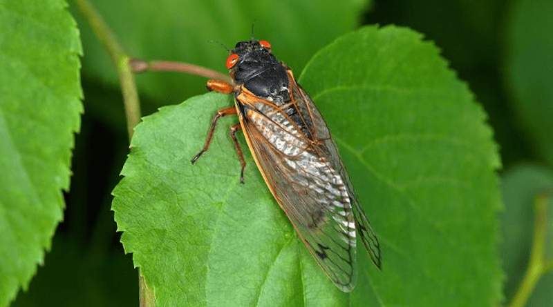 A long-standing query about periodical cicadas that emerge every 13 or 17 years was recently answered by a team at USDA Agricultural Research Service: Once periodical cicadas emerge, do they actually feed on vegetation? Their analysis of cicadas' gut contents found plant DNA in mature adult cicadas but none in freshly emerged adults, a strong sign that adult cicadas do feed on plants, since no plant matter in cicadas' guts carries over from their nymph stage. Shown here is a Brood X 17-year cicada adult on a linden tree leaf in Maryland during the brood's 2021 emergence. CREDIT: Peggy Greb, USDA-ARS, public domain image