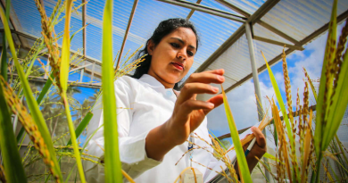 A scientist studying rice plants at the International Rice Research Institute (IRRI). The organisation announced the discovery of the genes responsible for low and ultra-low glycaemic index (GI) in rice. Copyright: IRRI Photos, (CC BY-NC-SA 2.0 DEED).